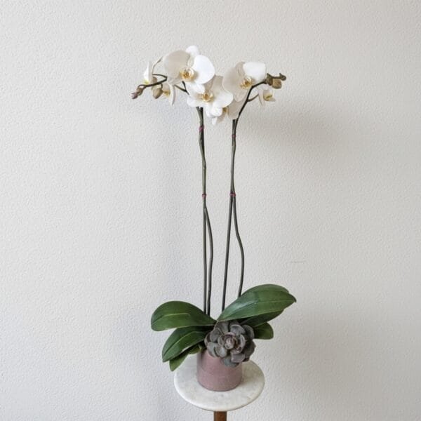 Elegant white orchid plant with two tall stems and a succulent accent in a ceramic pot — Kyoto Grace by Athletic Club Flower Shop, Los Angeles.