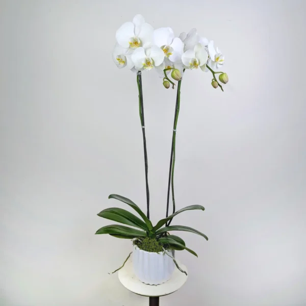 White orchid plant in a ceramic pot with green leaves and moss.