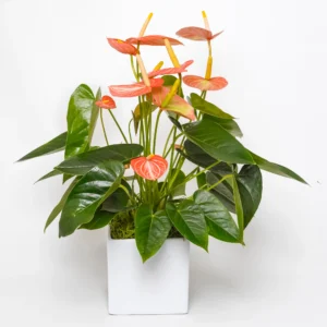 Aruba Anthurium 1